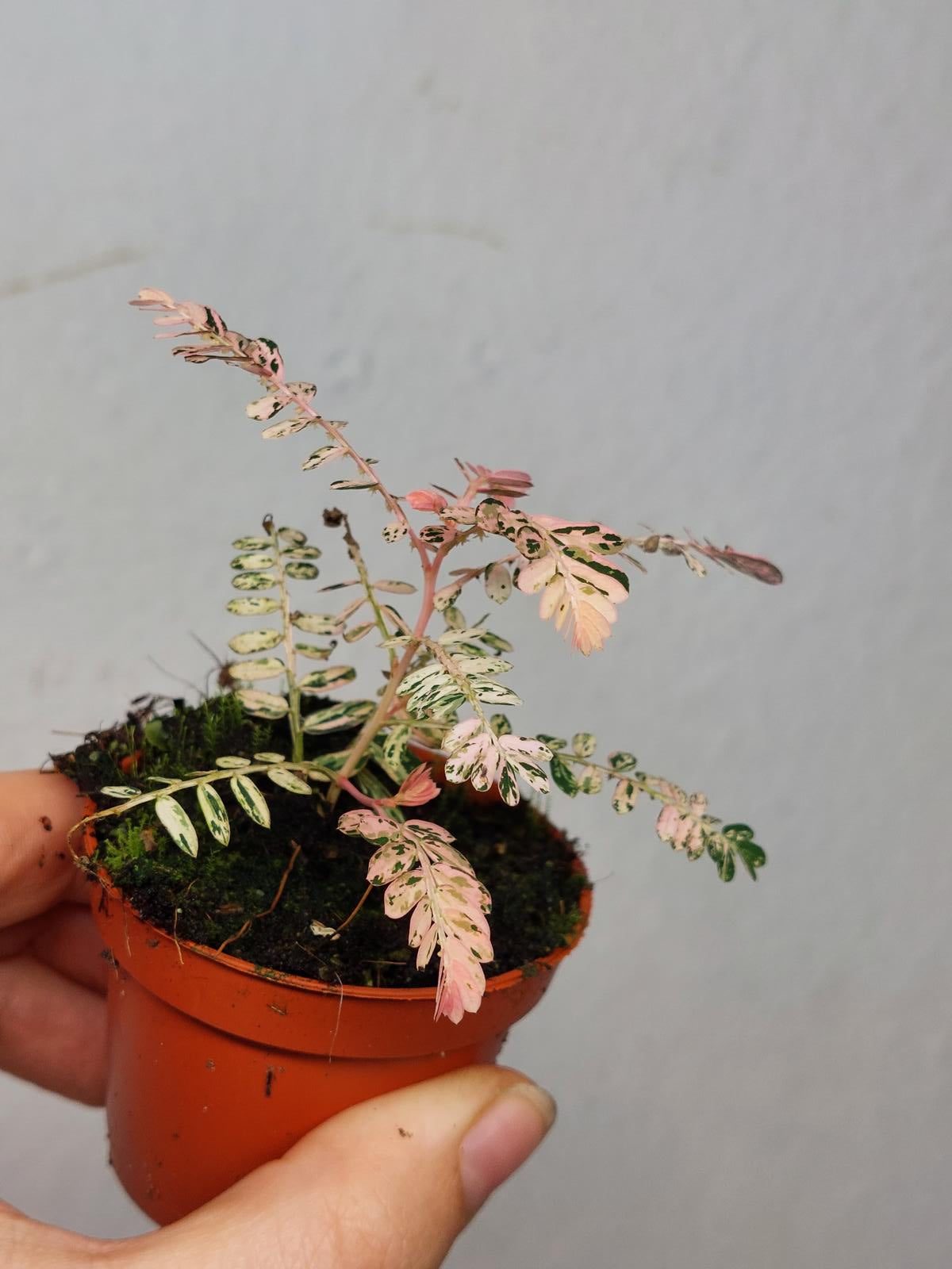 Phyllanthus urinaria 'Pink Variegated'③ Phyllanthus Urinaria Pink Variegata is a rare, tropical herb