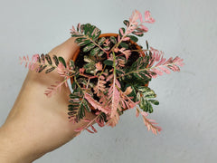 Phyllanthus Urinaria Pink Variegata buschig