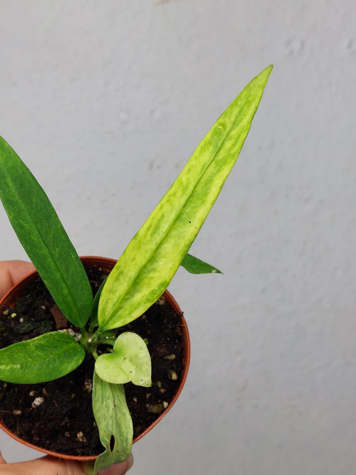 Anthurium Vittarifolium Variegata