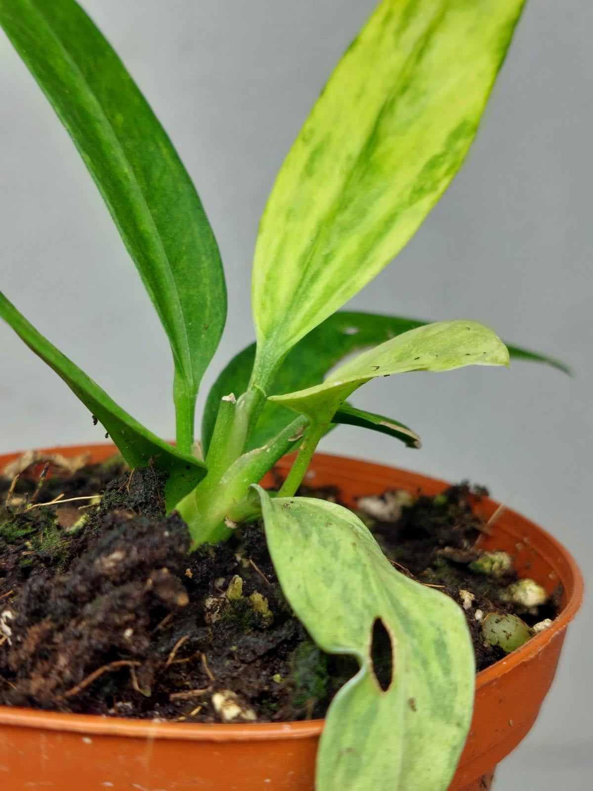Anthurium Vittarifolium Variegata