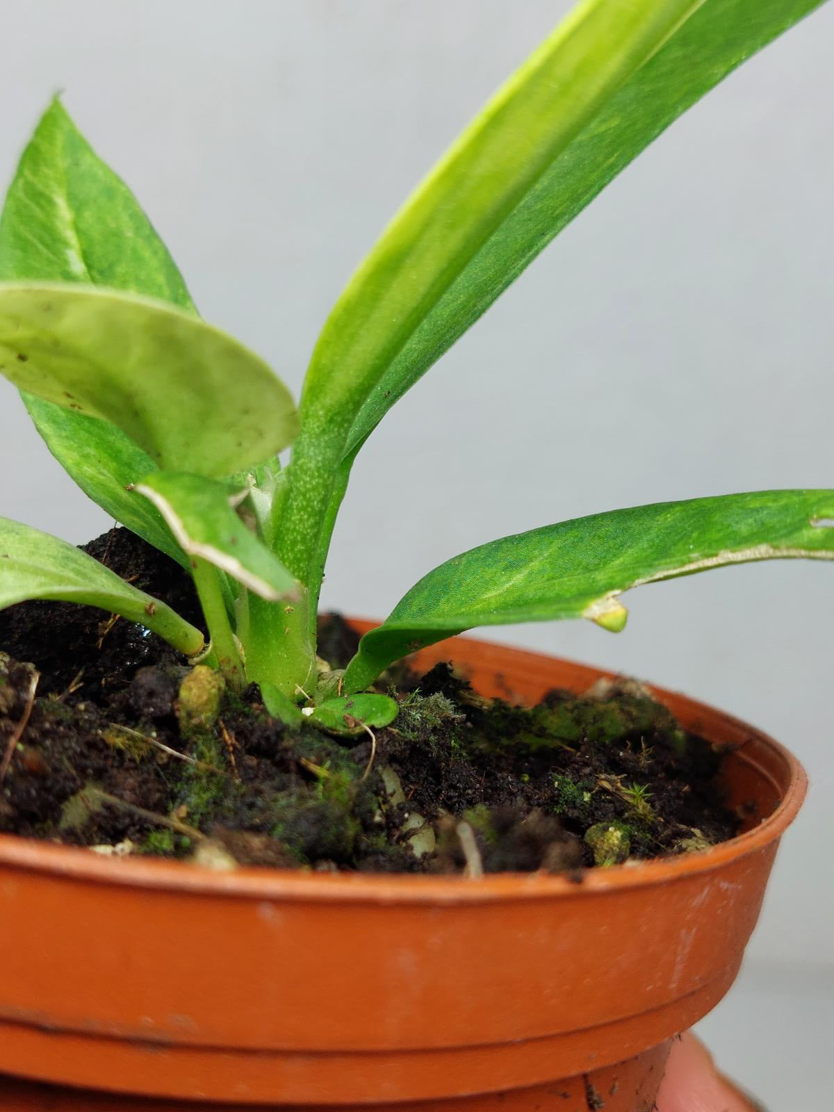 Anthurium Vittarifolium Variegata