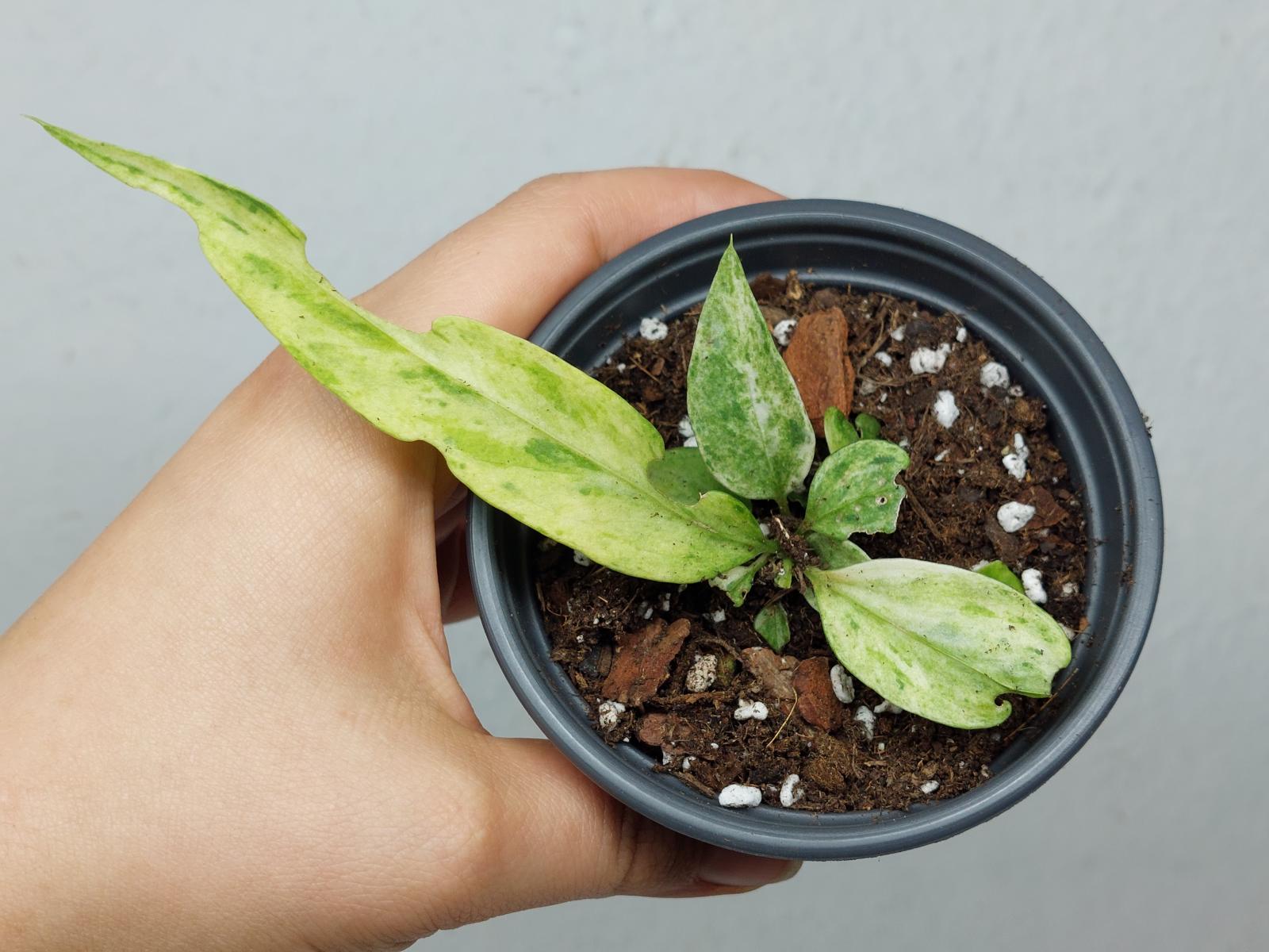 Anthurium Vittarifolium Variegata