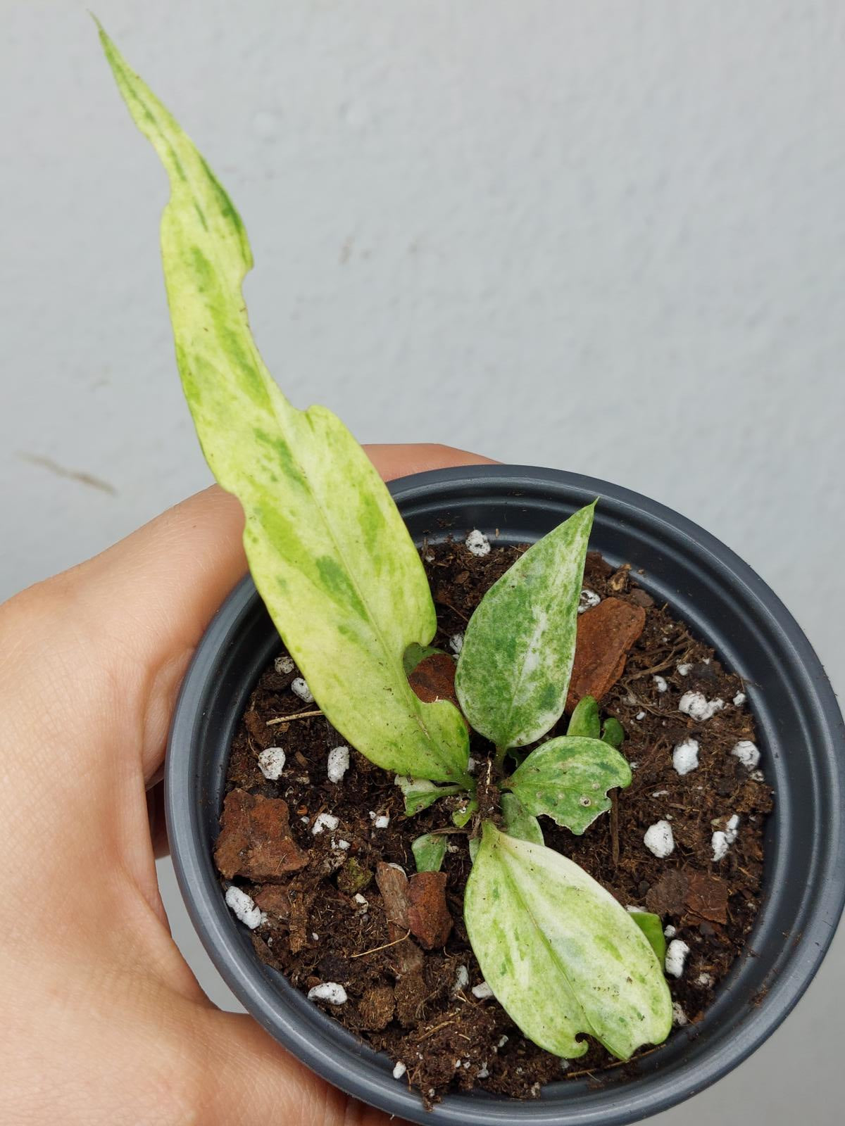 Anthurium Vittarifolium Variegata