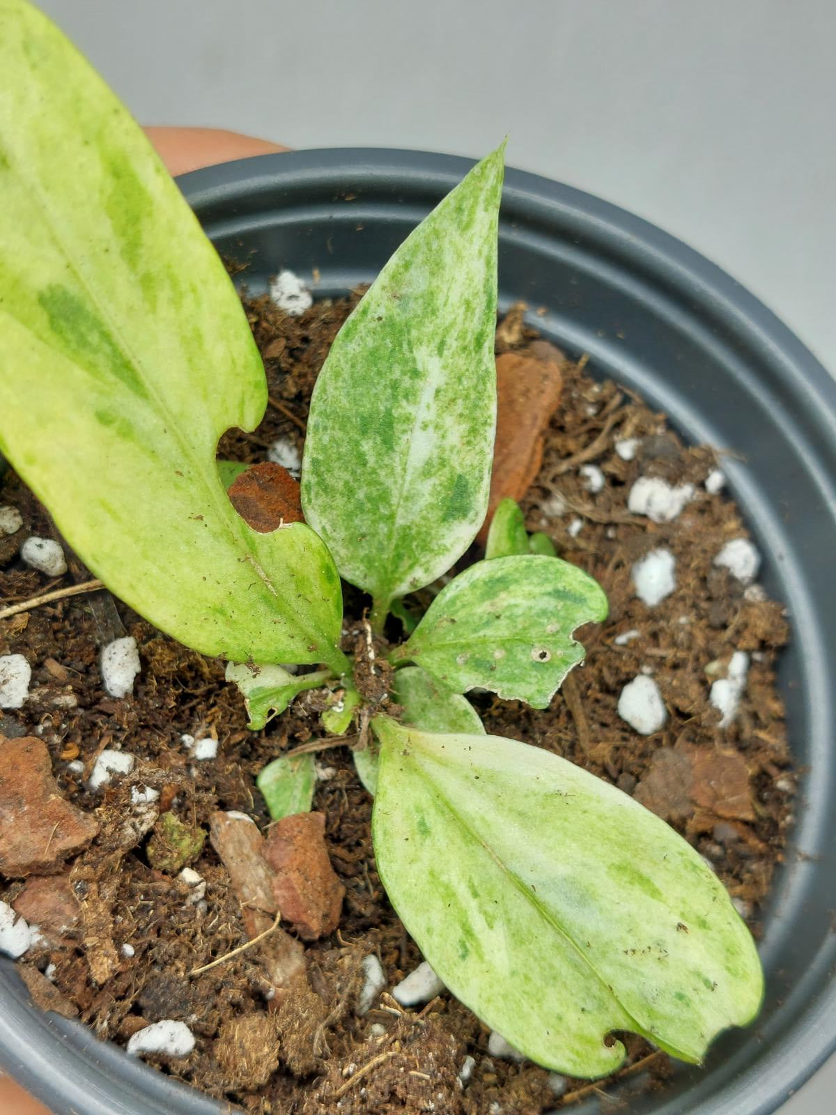 Anthurium Vittarifolium Variegata