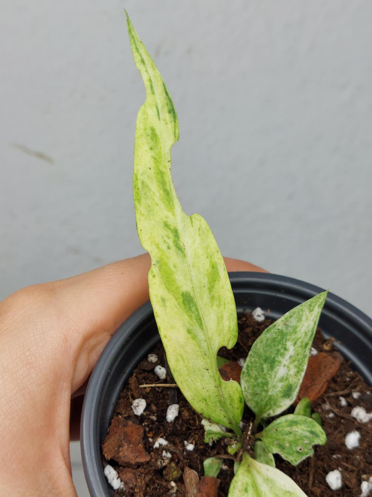 Anthurium Vittarifolium Variegata
