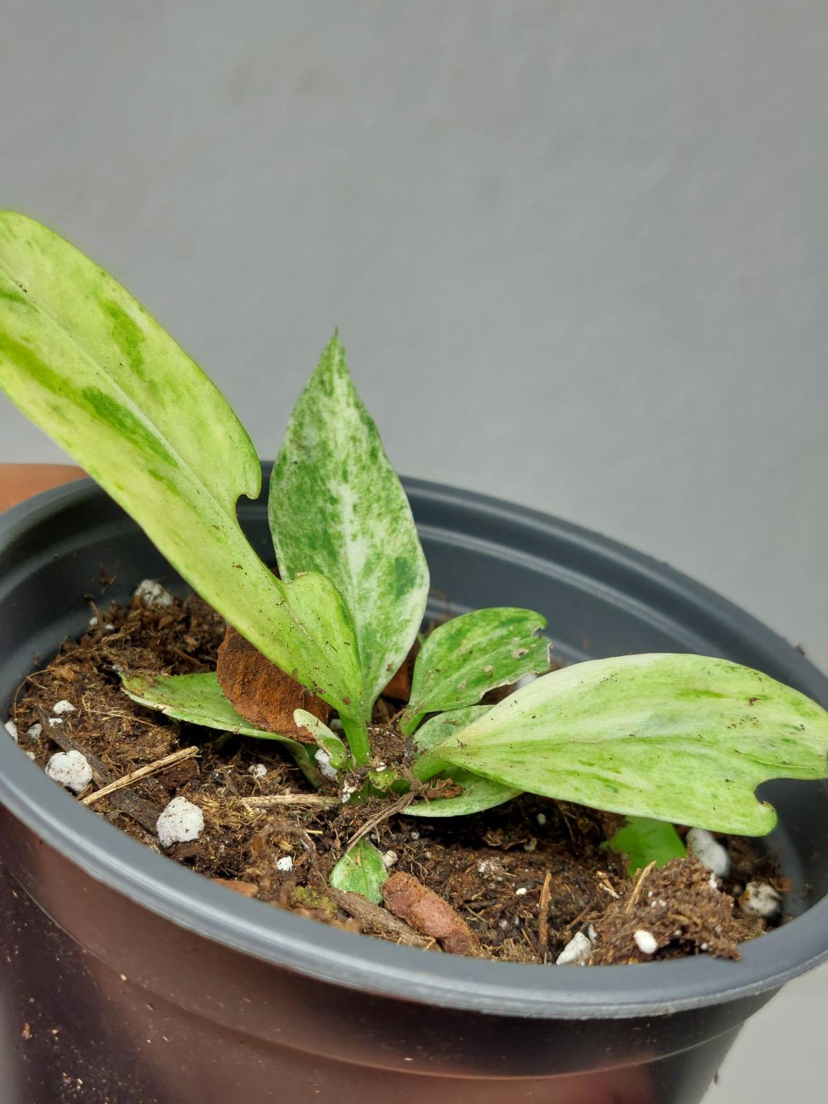 Anthurium Vittarifolium Variegata