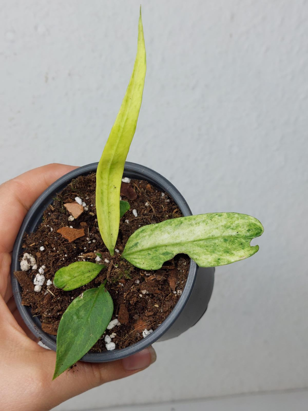 Anthurium Vittarifolium Variegata