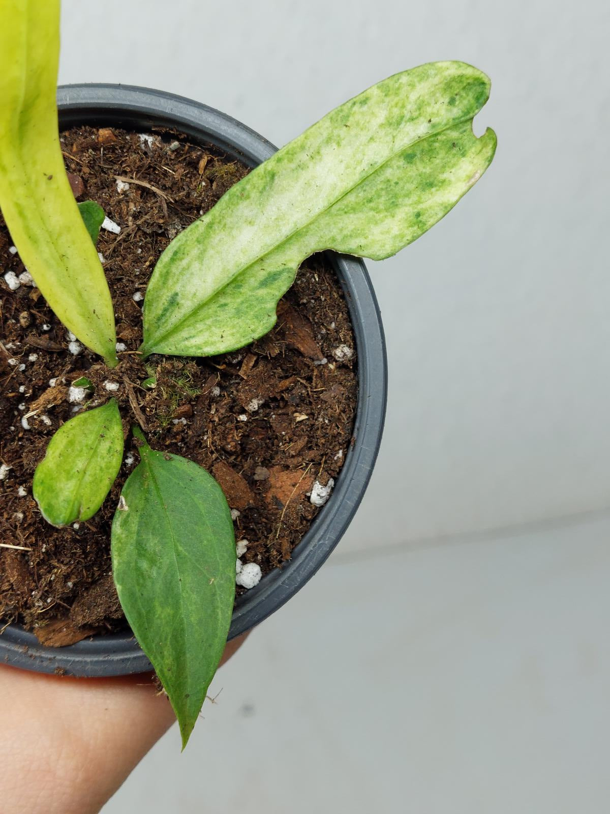 Anthurium Vittarifolium Variegata