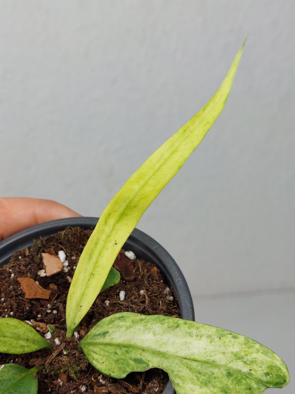 Anthurium Vittarifolium Variegata