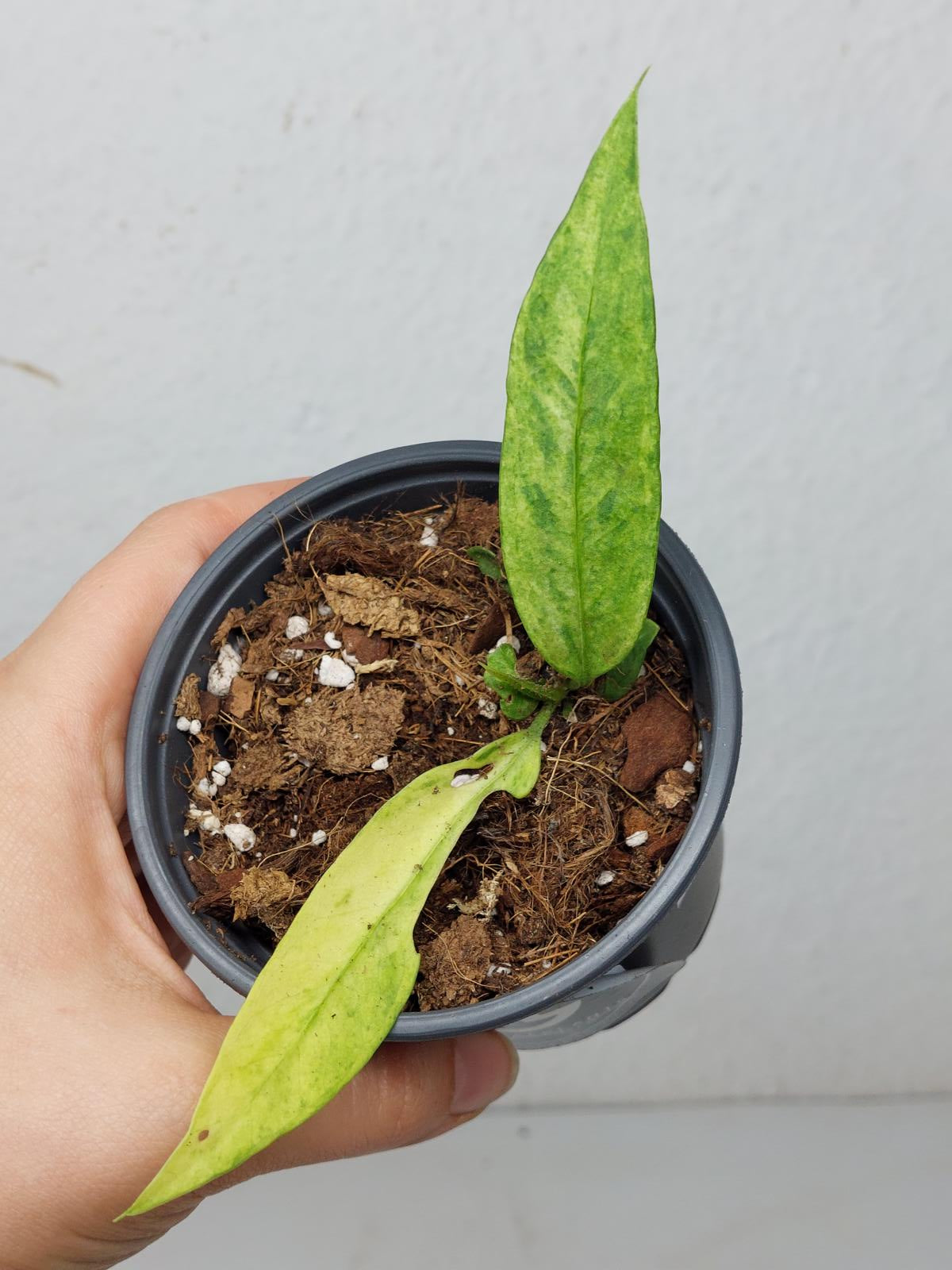 Anthurium Vittarifolium Variegata