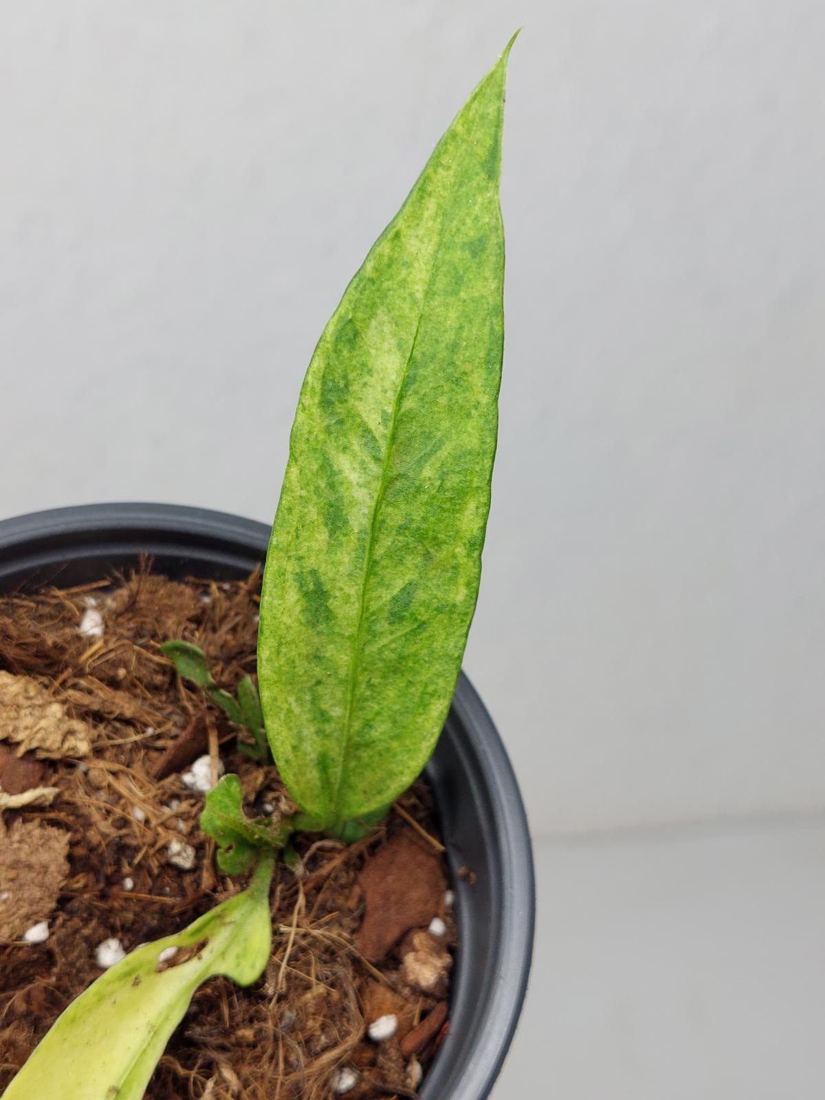 Anthurium Vittarifolium Variegata