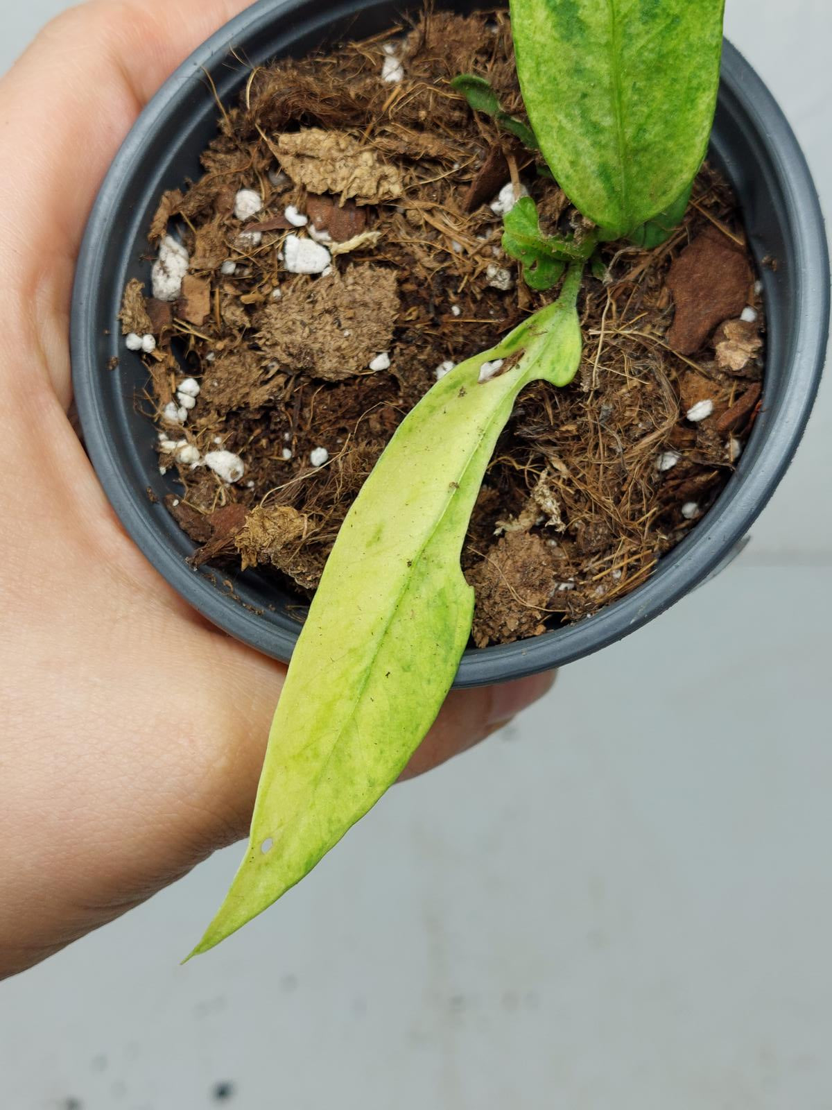 Anthurium Vittarifolium Variegata
