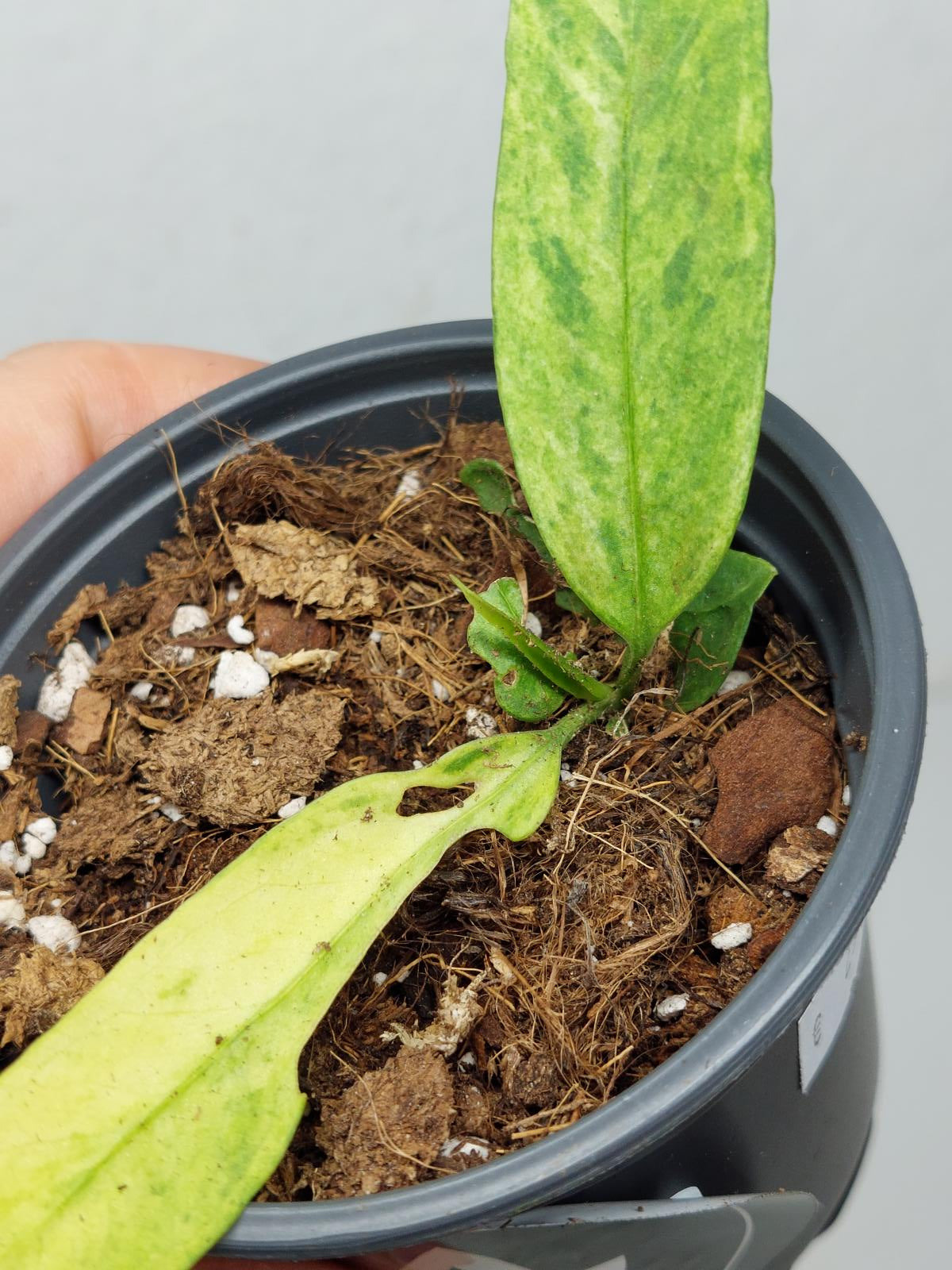 Anthurium Vittarifolium Variegata