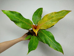 Philodendron Orange Marmalade