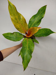 Philodendron Orange Marmalade