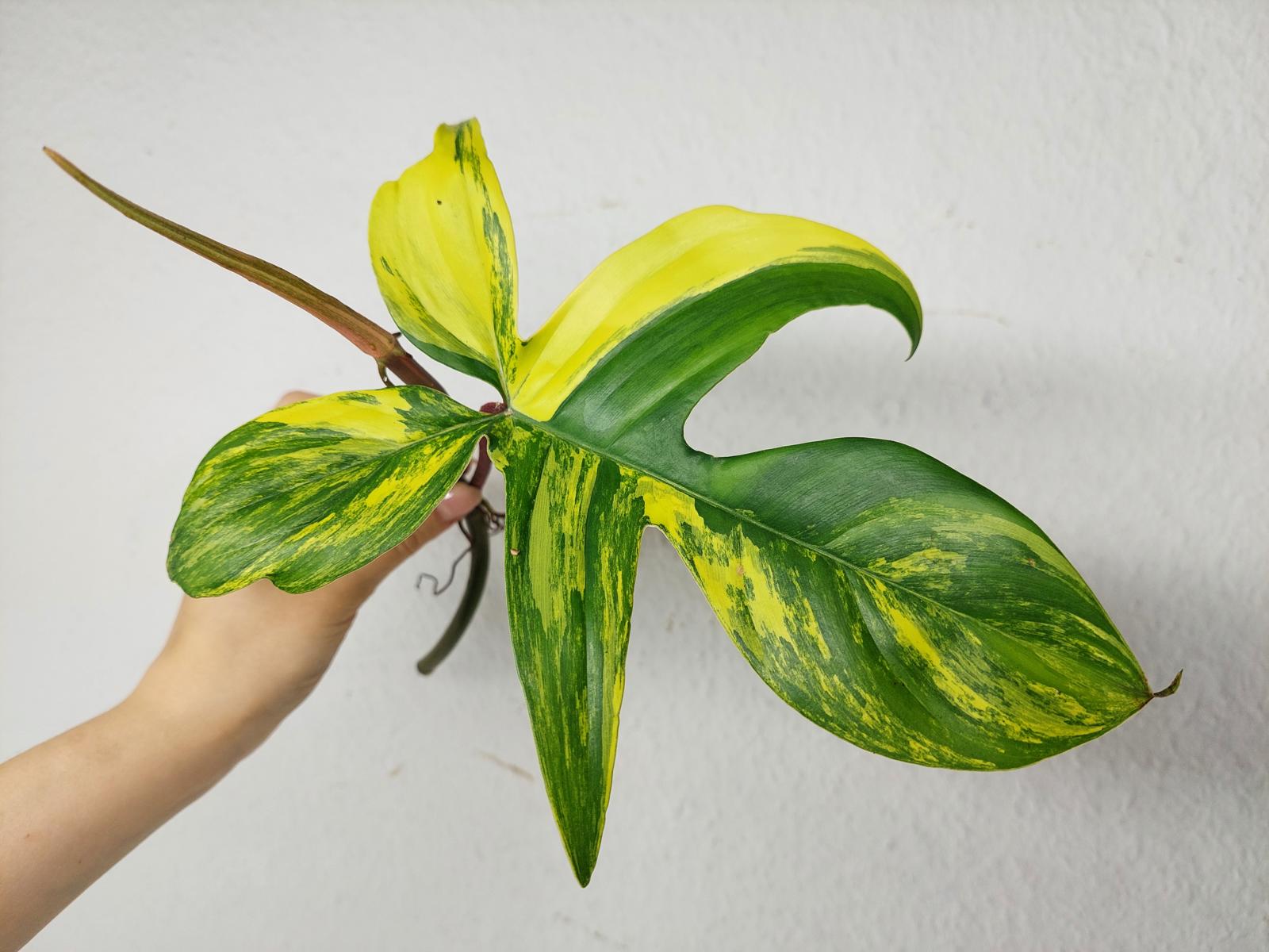Philodendron Florida Beauty Steckling