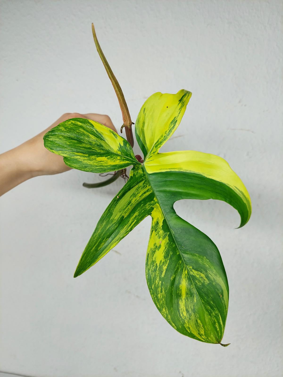 Philodendron Florida Beauty Steckling
