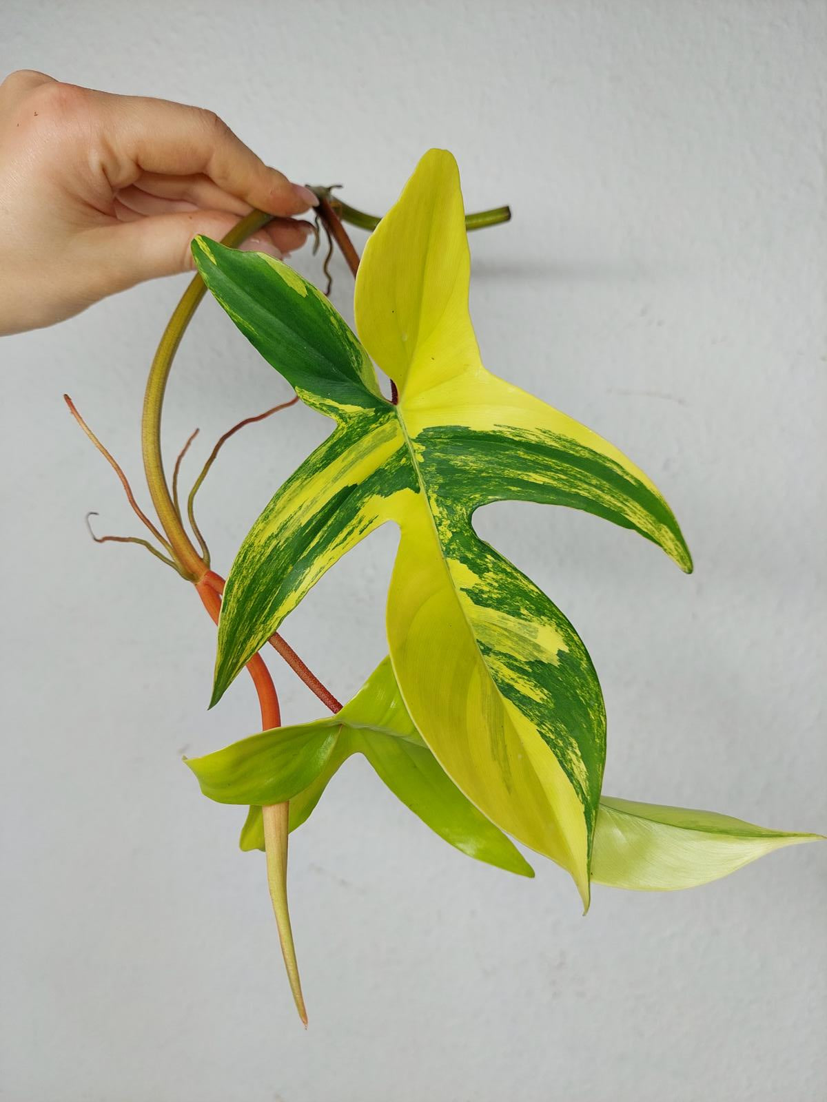 Philodendron Florida Beauty Steckling