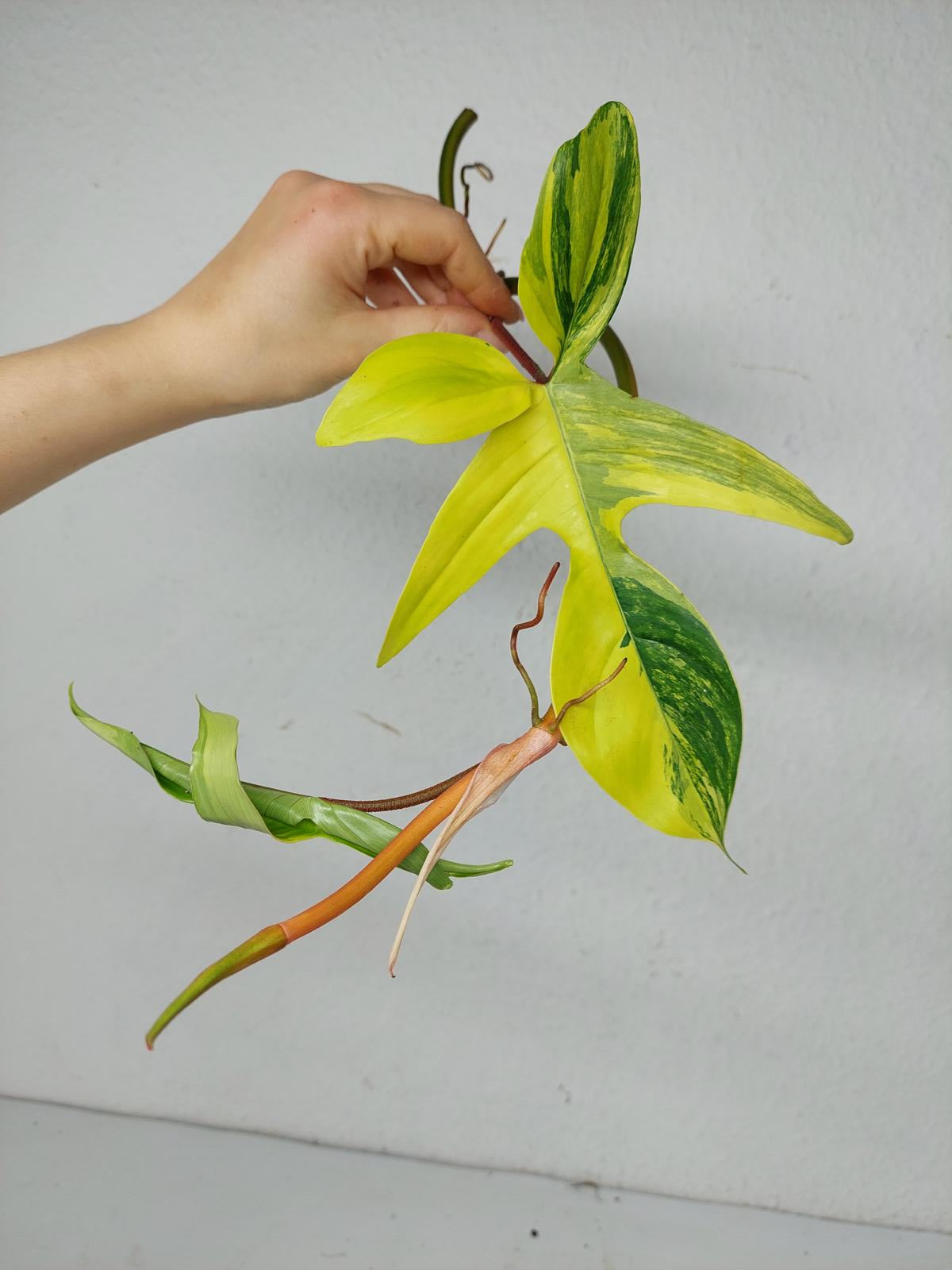 Philodendron Florida Beauty Steckling