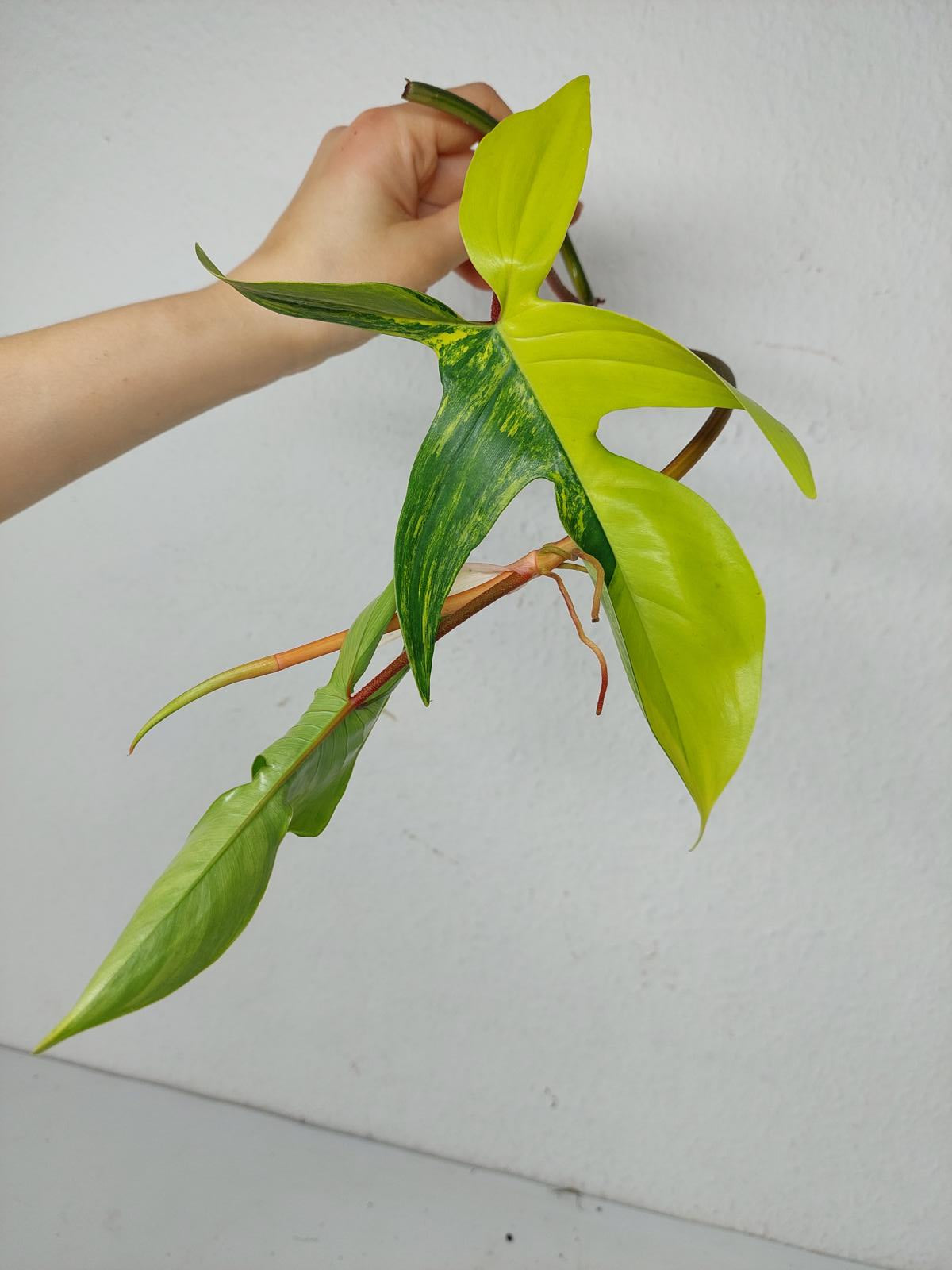 Philodendron Florida Beauty Steckling