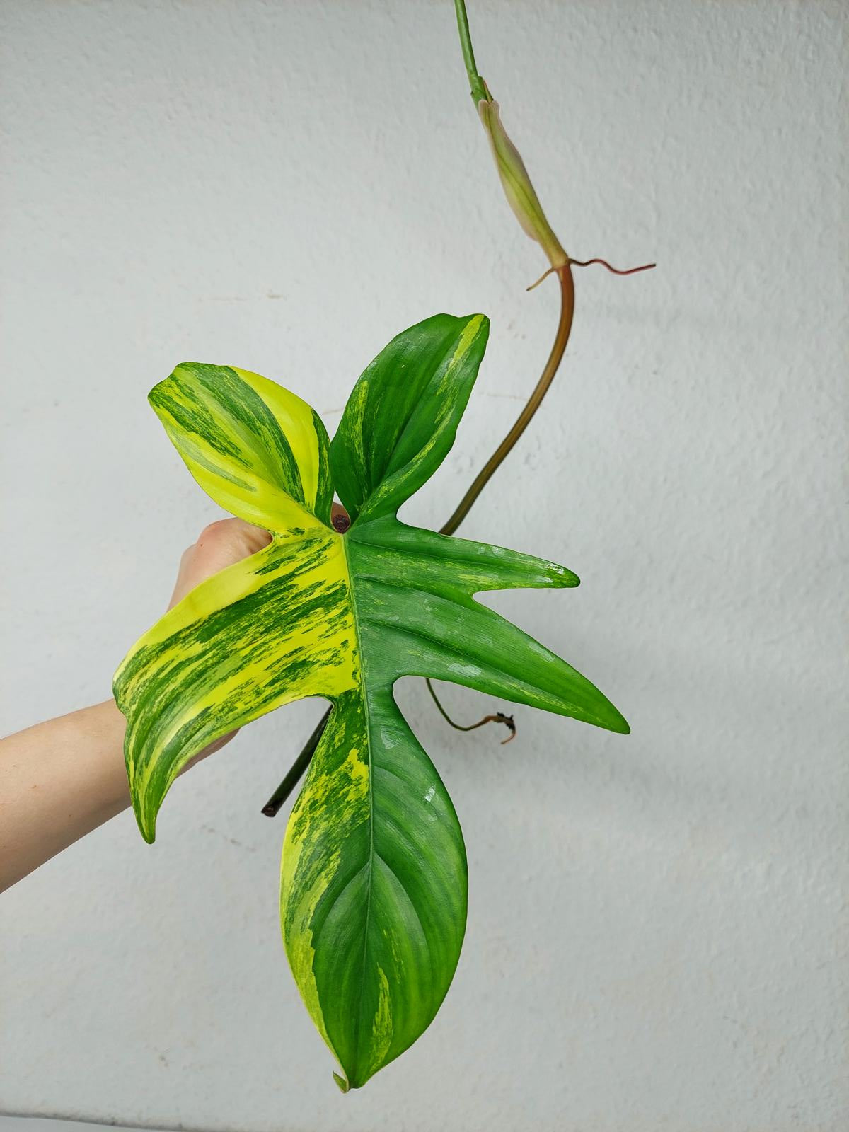 Philodendron Florida Beauty Steckling