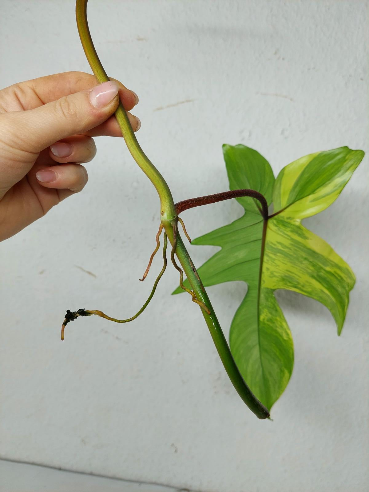 Philodendron Florida Beauty Steckling