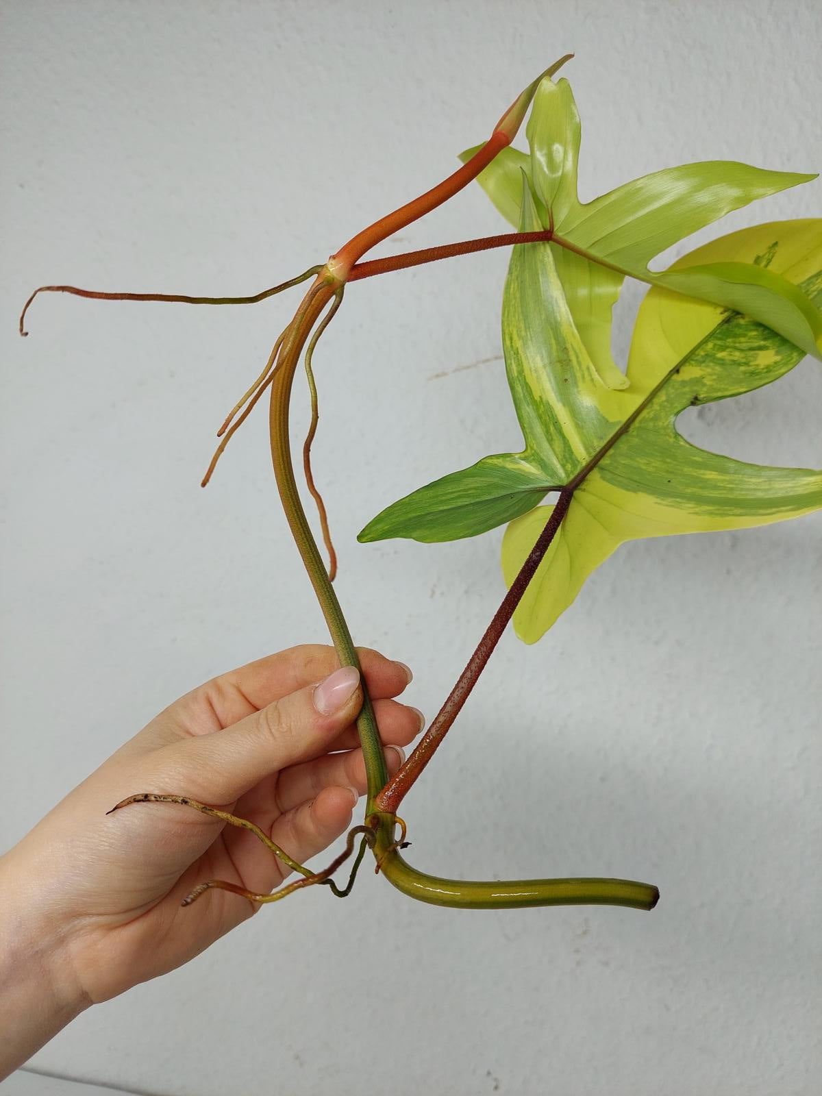 Philodendron Florida Beauty Steckling