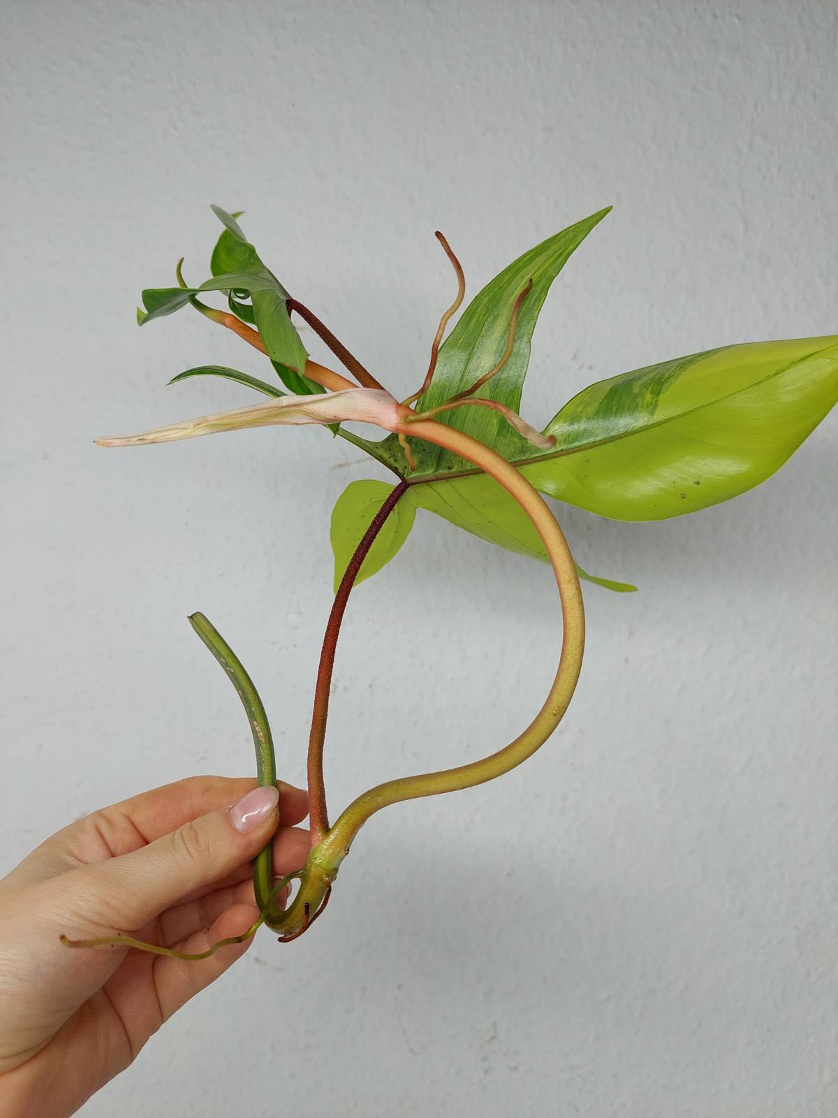 Philodendron Florida Beauty Steckling