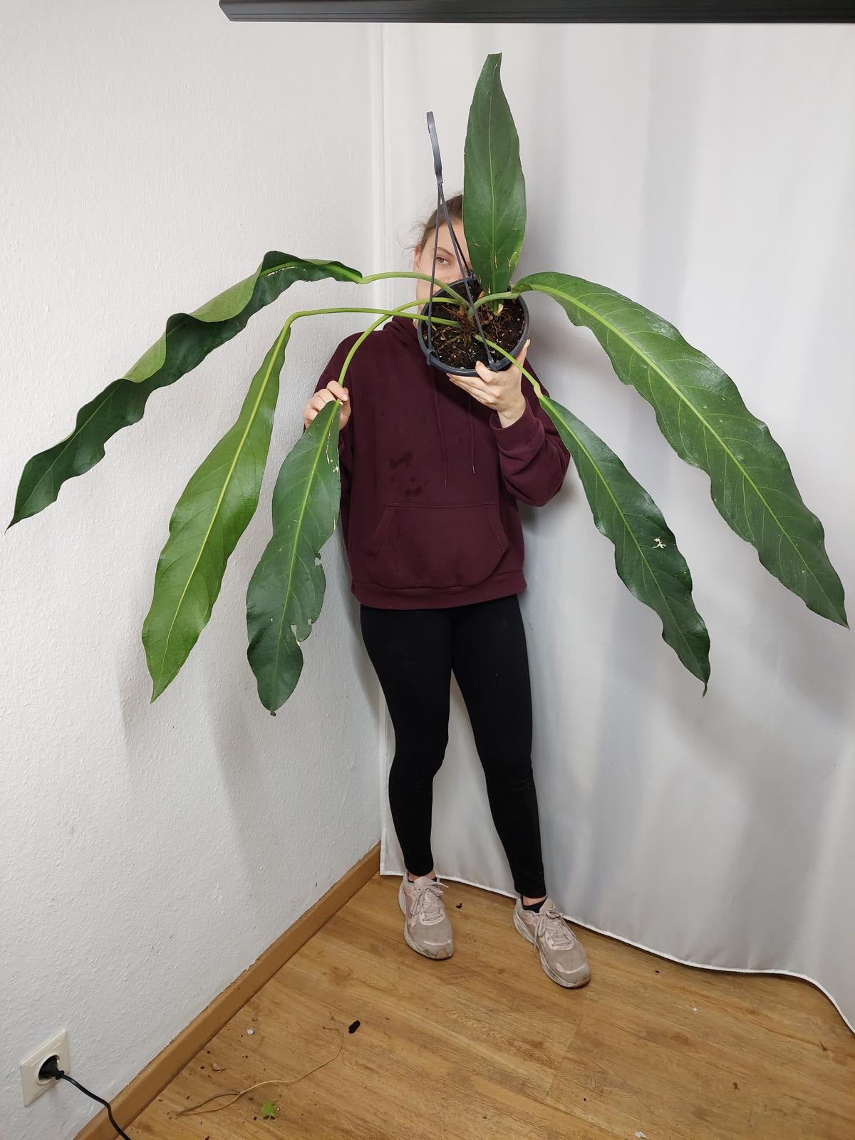Anthurium Big Bill
