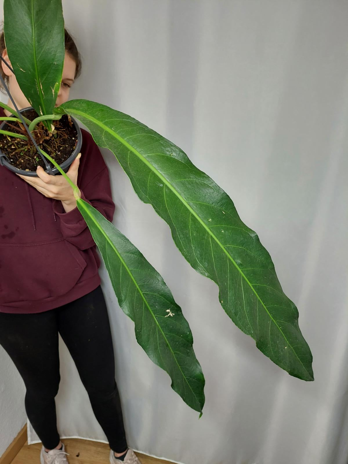 Anthurium Big Bill