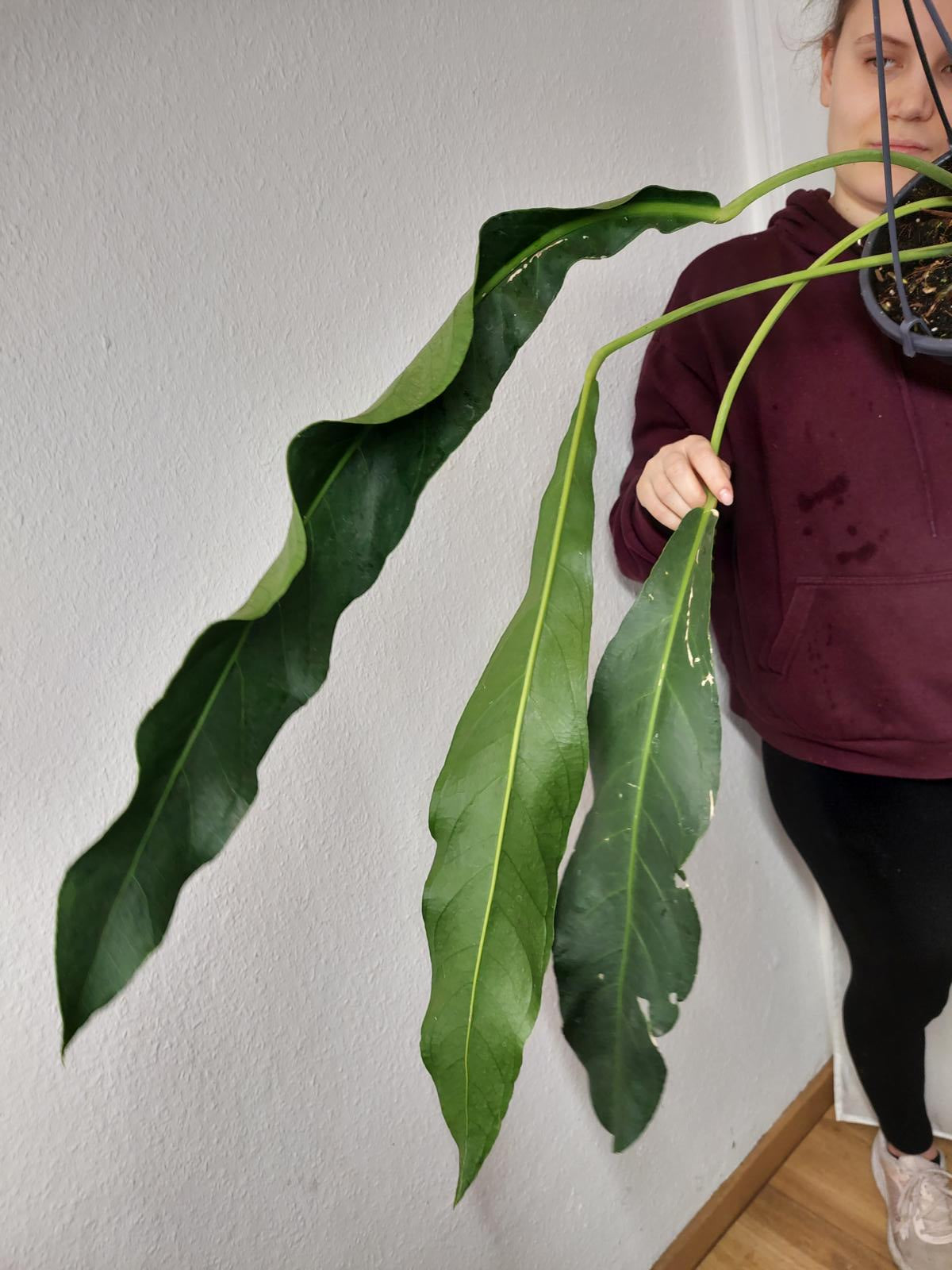 Anthurium Big Bill
