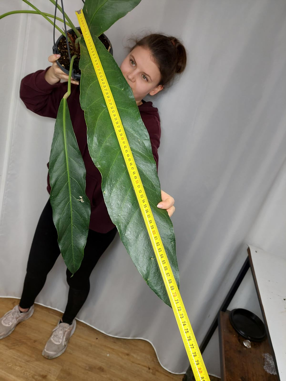 Anthurium Big Bill