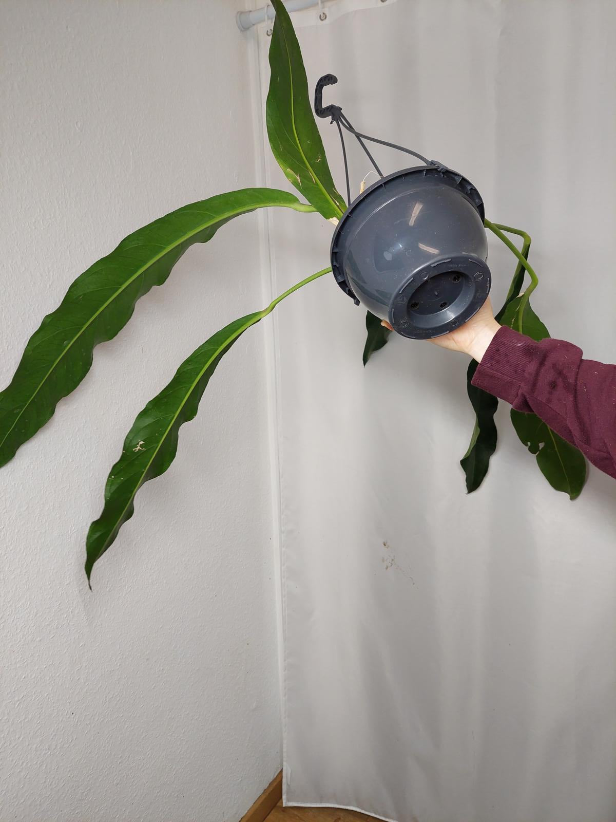 Anthurium Big Bill