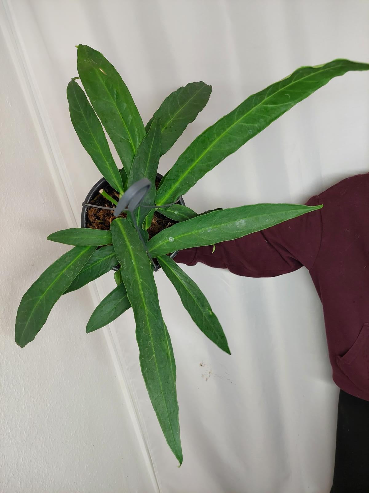 Anthurium Big Bill