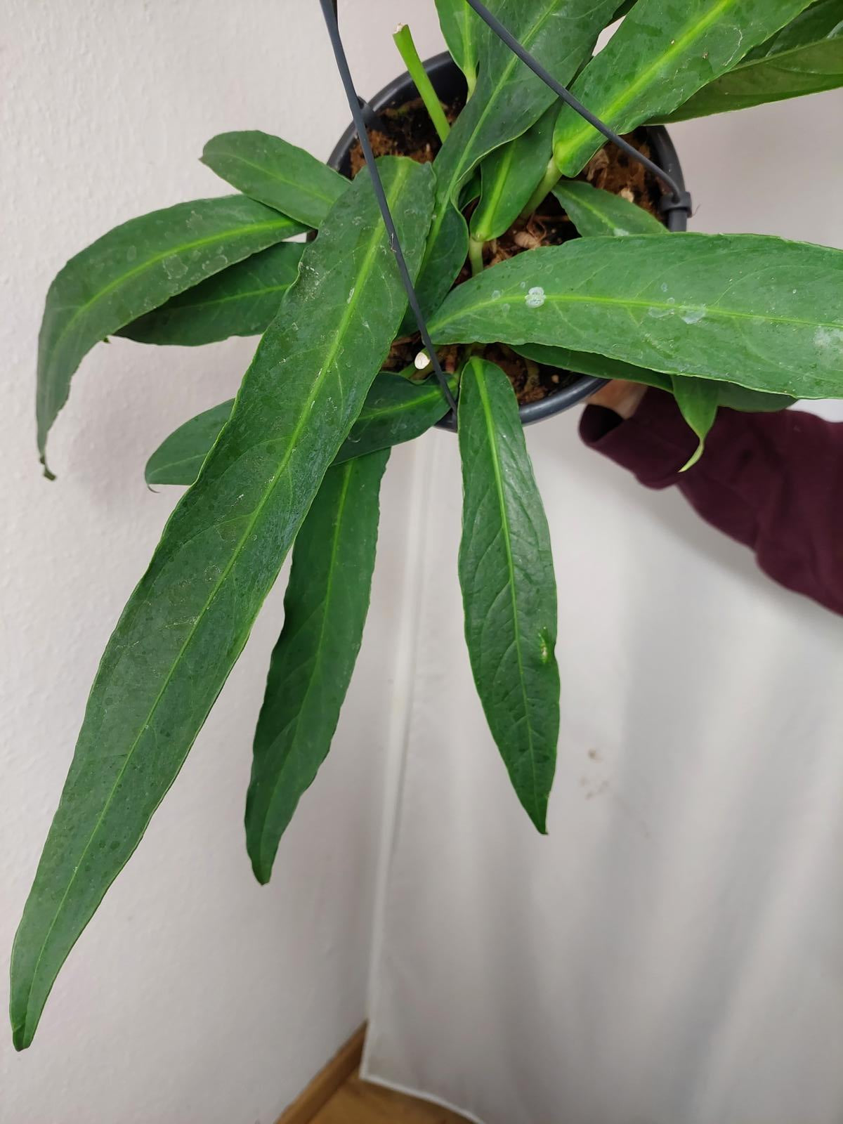 Anthurium Big Bill