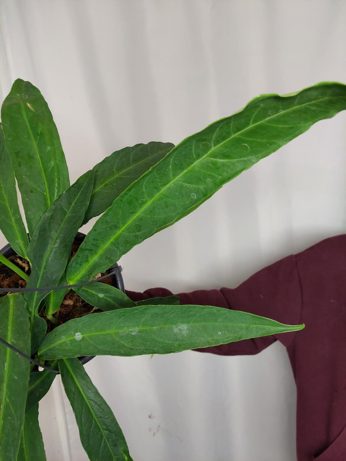 Anthurium Big Bill