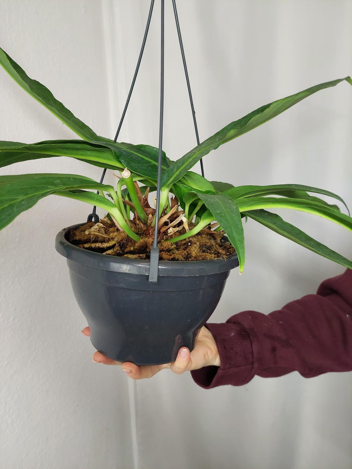 Anthurium Big Bill