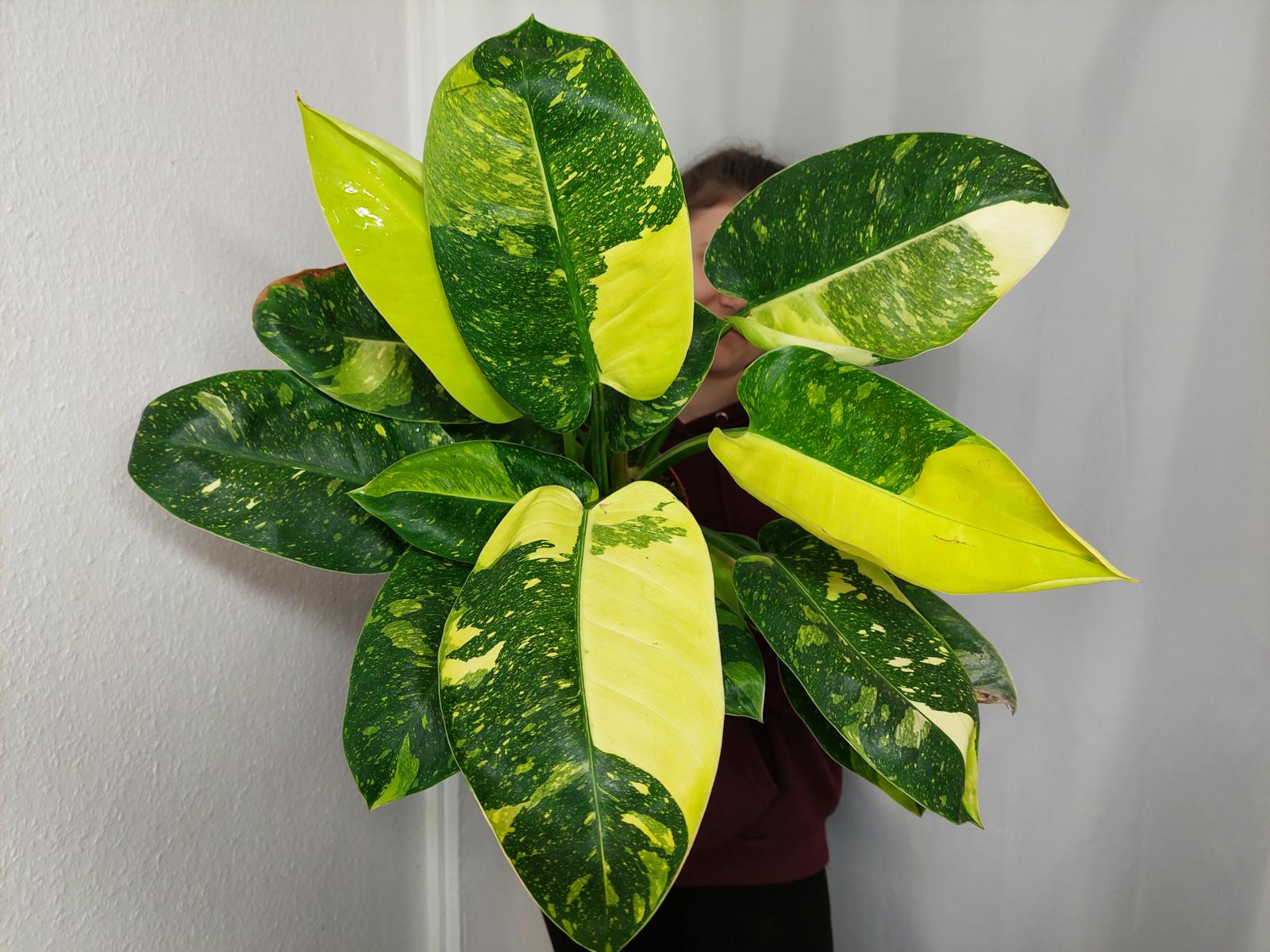 Philodendron Green Congo Variegata groß