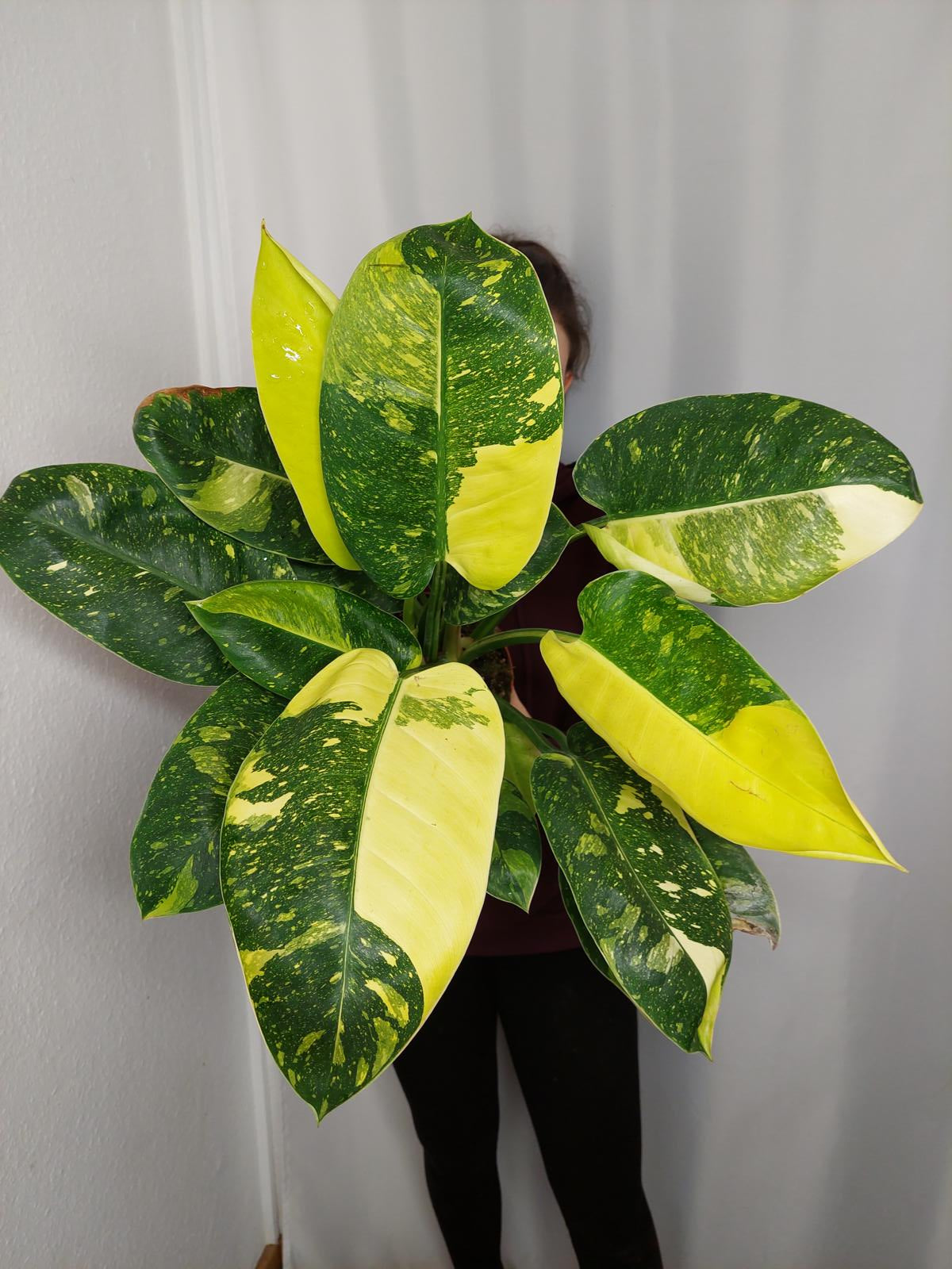 Philodendron Green Congo Variegata groß