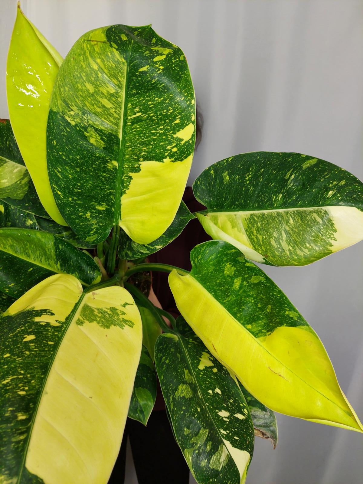 Philodendron Green Congo Variegata groß