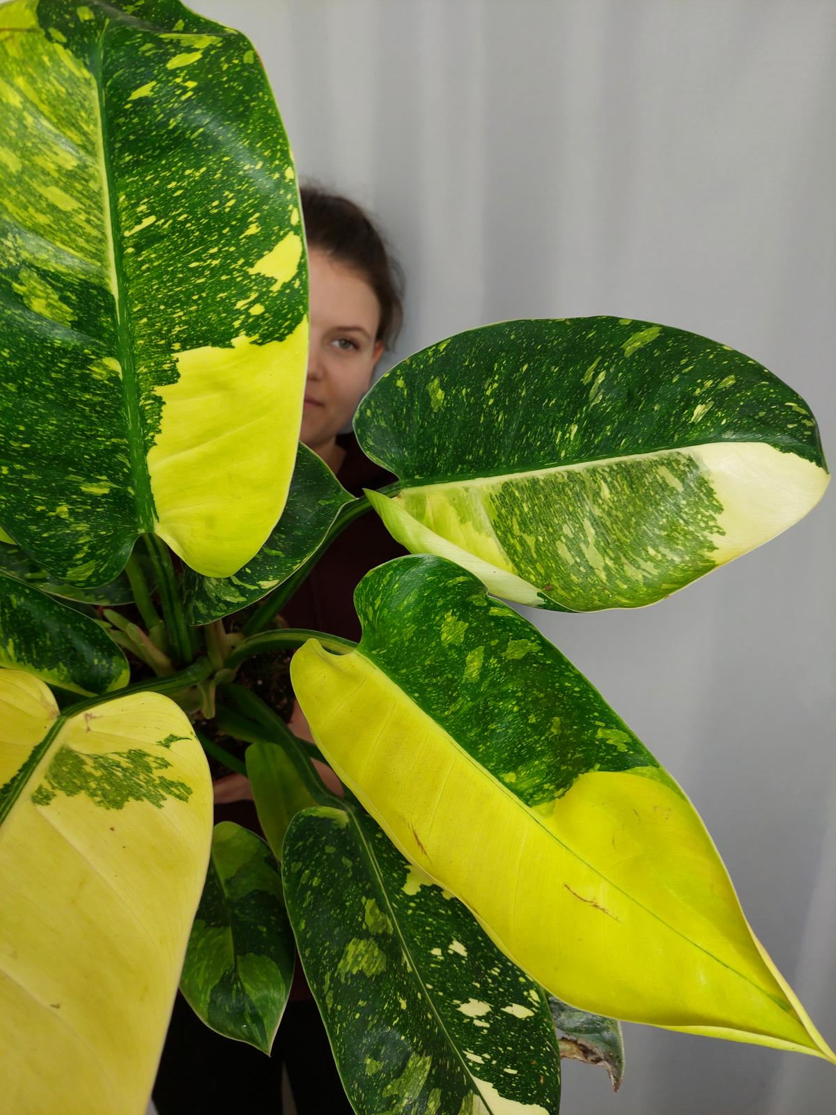 Philodendron Green Congo Variegata groß