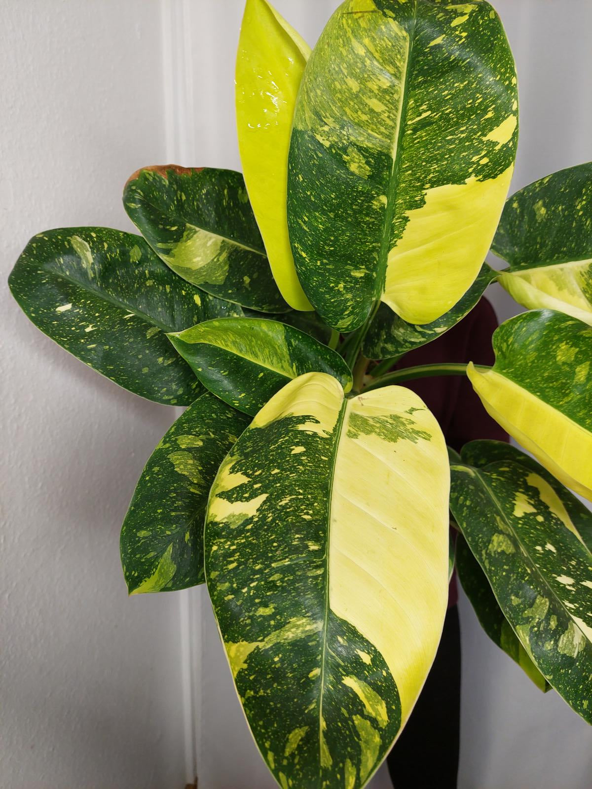 Philodendron Green Congo Variegata groß