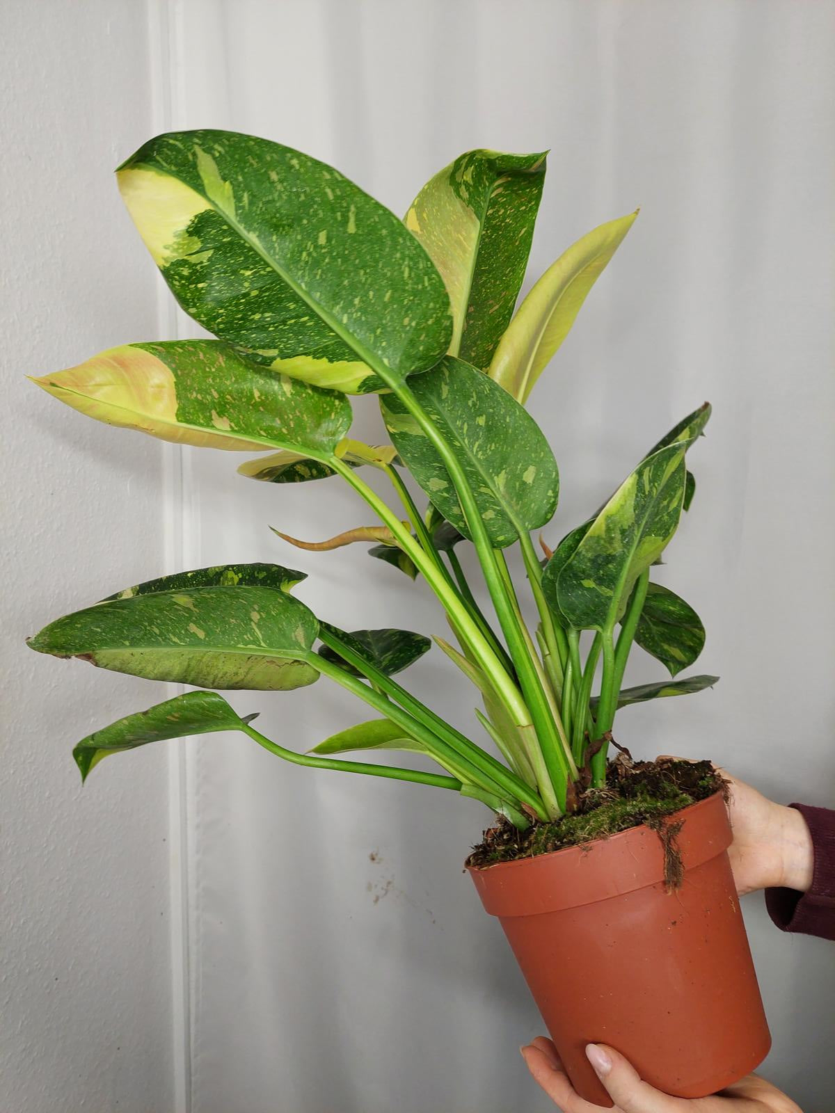 Philodendron Green Congo Variegata groß