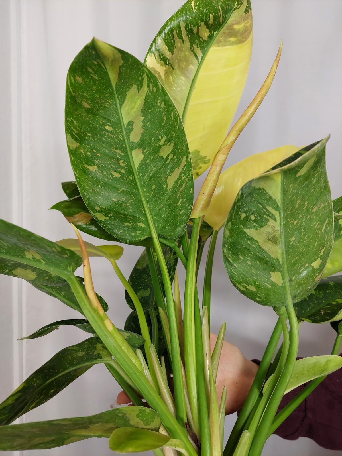 Philodendron Green Congo Variegata groß