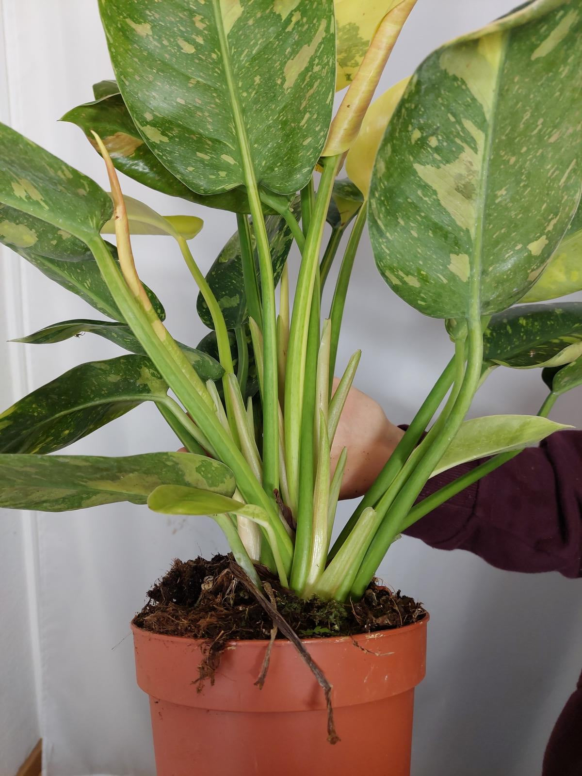 Philodendron Green Congo Variegata groß