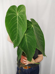 Anthurium Warocqueanum x Waterburyanum