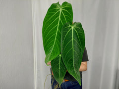 Anthurium Warocqueanum x Waterburyanum spontan panaschiert