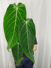 Anthurium Warocqueanum x Waterburyanum spontan panaschiert