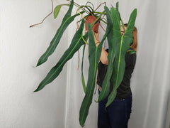 Philodendron Spiritus Sancti Adult