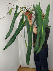 Philodendron Spiritus Sancti Adult